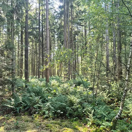 Voorthuizen Nabij De Bossen *