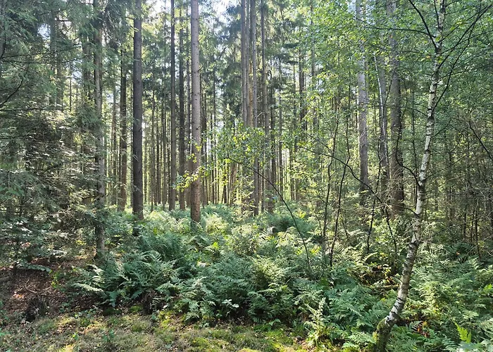Voorthuizen Nabij De Bossen *