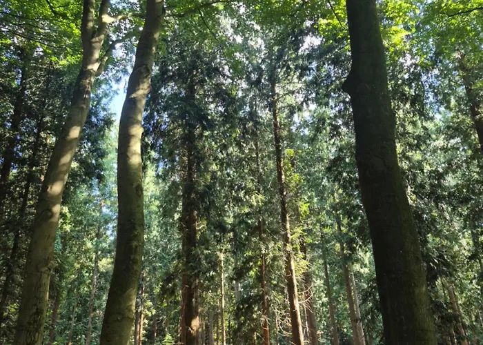 Voorthuizen Nabij De Bossen