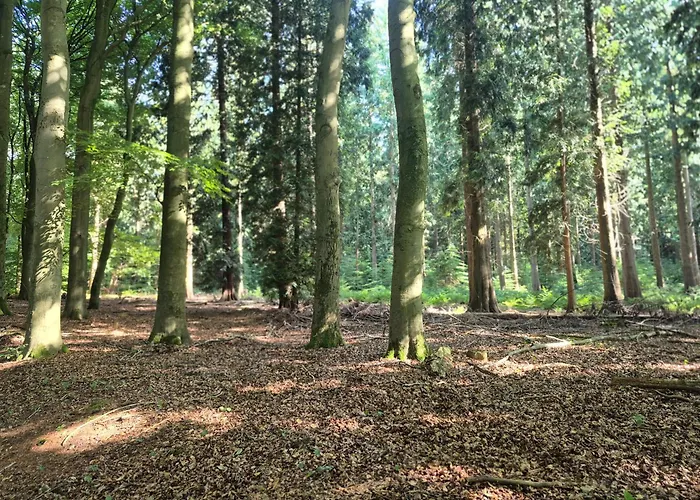 Voorthuizen Nabij De Bossen Appartement Putten