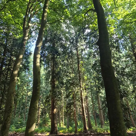 Voorthuizen Nabij De Bossen